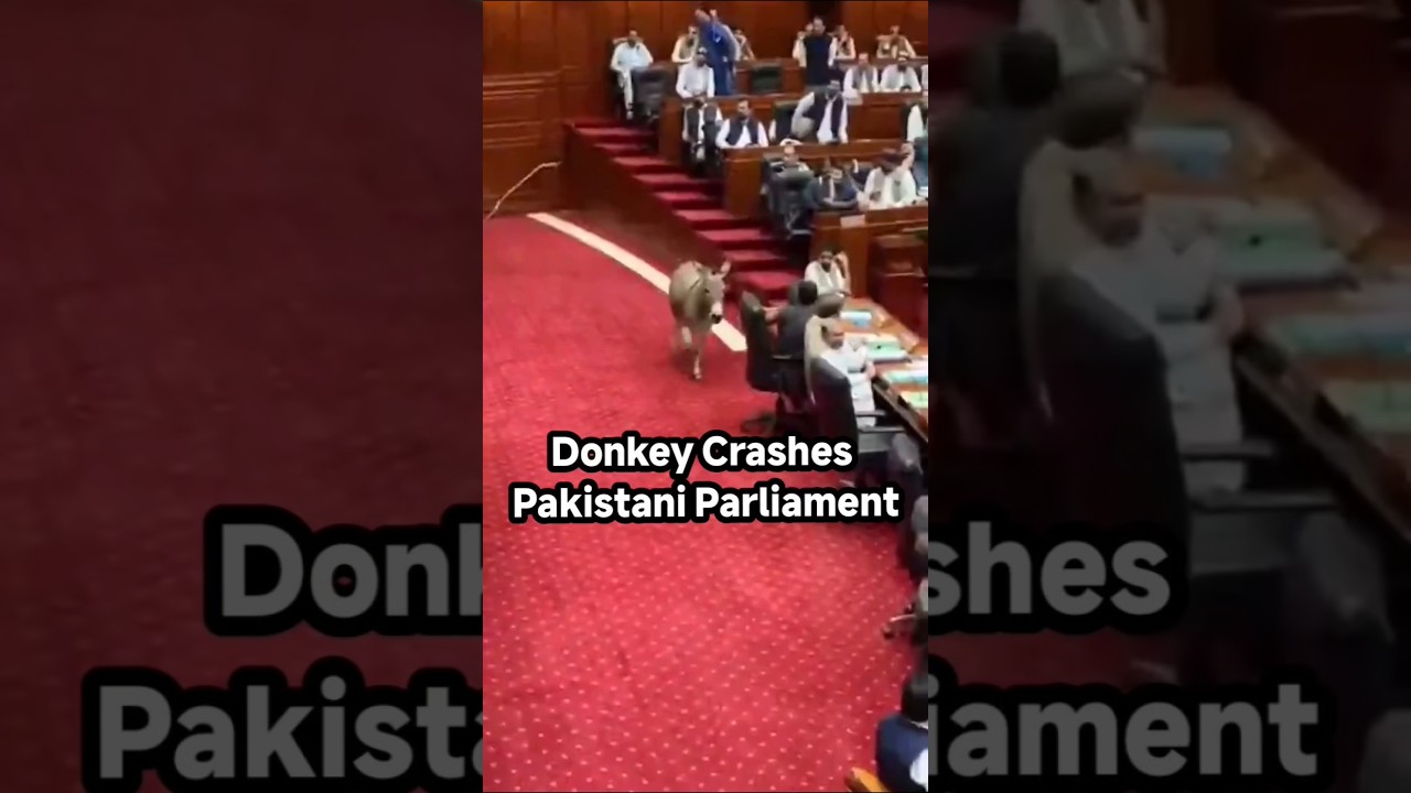 🤣 Donkey Crashes Pakistani Parliament! | Best Political Interruption Ever