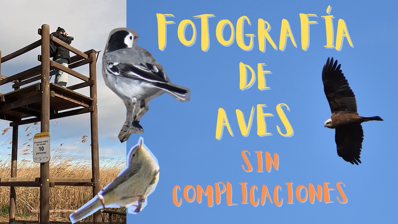 Aventura entre plumas//Fotografía de aves sin complicaciones