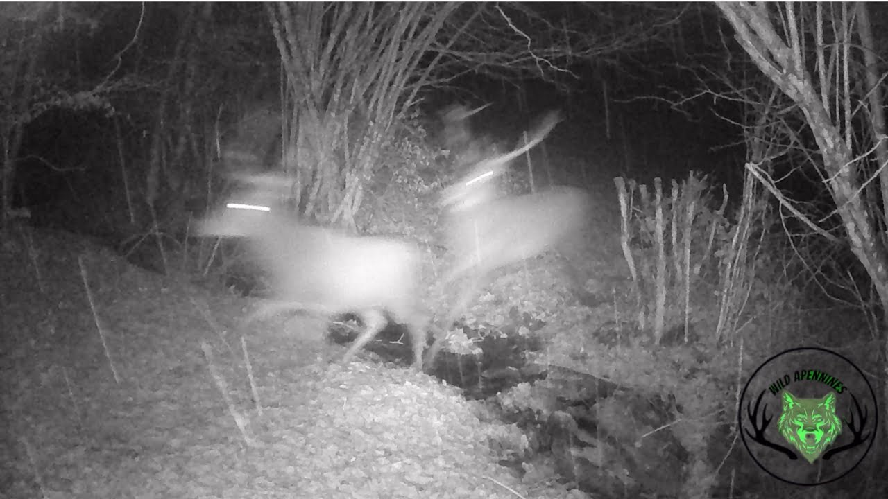 🐺Lupo rincorre i Cervi 🦌| Ripresa completa della predazione #lupo #fototrappola