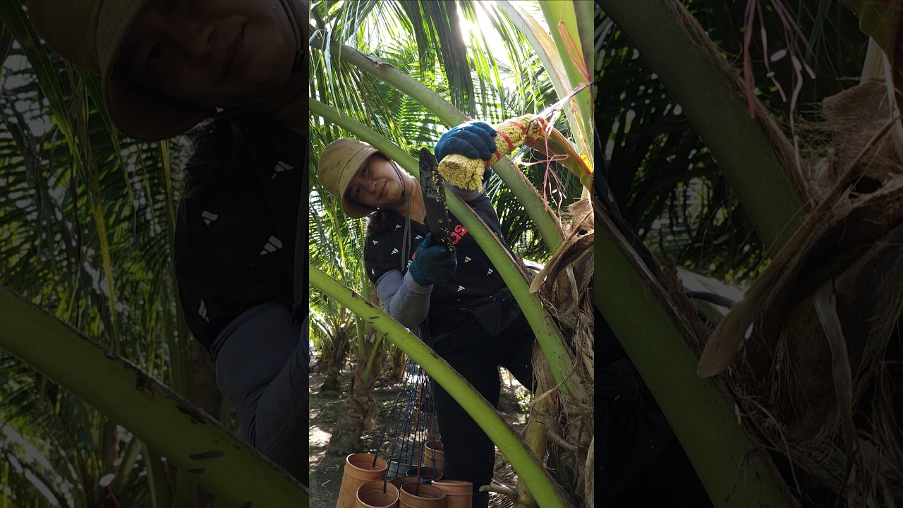 The process of making Thai traditional coconut sugar!!!