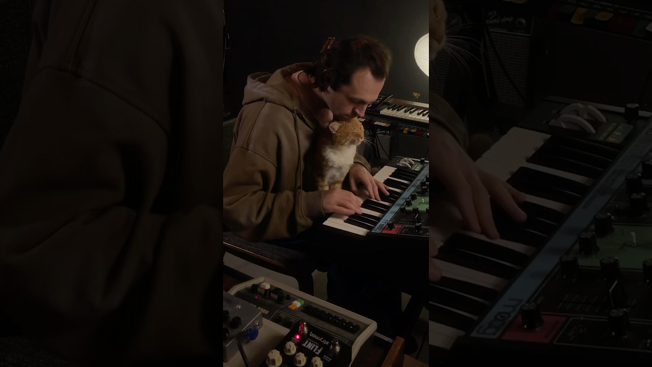Moog grandmother, Korg minikorg 700fs, Korg kr55, one orange cat