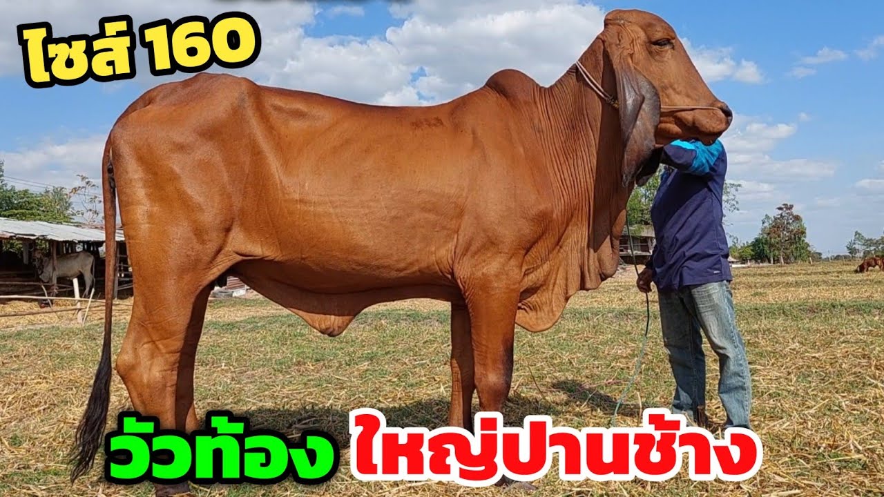 ทีเด็ดวัวงาม วัวท้องไซส์ใหญ่สูง160 ใหญ่ปานช้างราคาย่อมเยาว์ วัวสาวเริ่มต้นหมื่นกว่า วัวแม่ลูกหัวโล้น