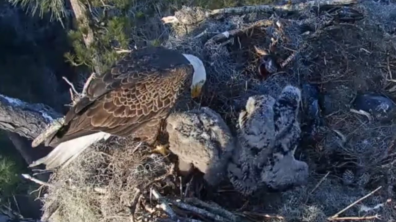 Small eaglet push big eaglet away from Dad to get feeding | Kisatchie National Forest E-1 | Feb 24