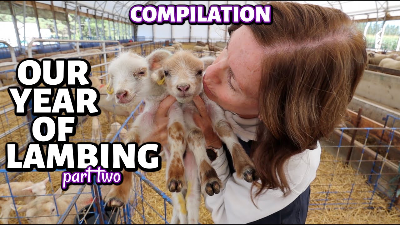 COMPILATION: an ENTIRE year of LAMBING!! (part two ~ summer 2024)