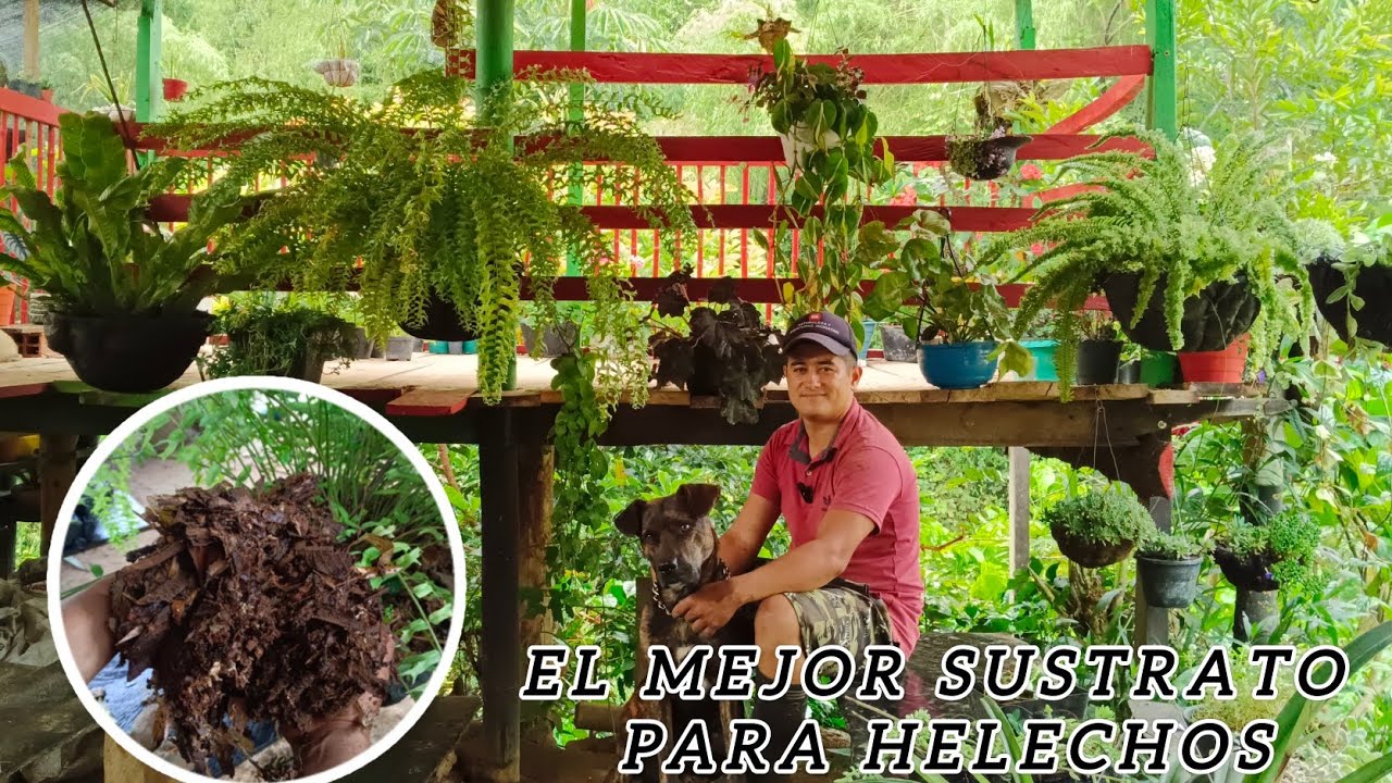 Te enseño el sustrato ideal en que yo siembro mis Helechos/Crecen sin parar .