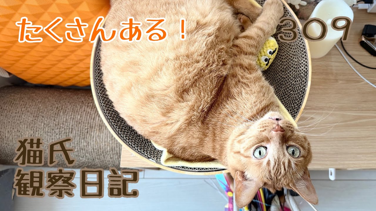 猫氏観察日記 たくさんある！