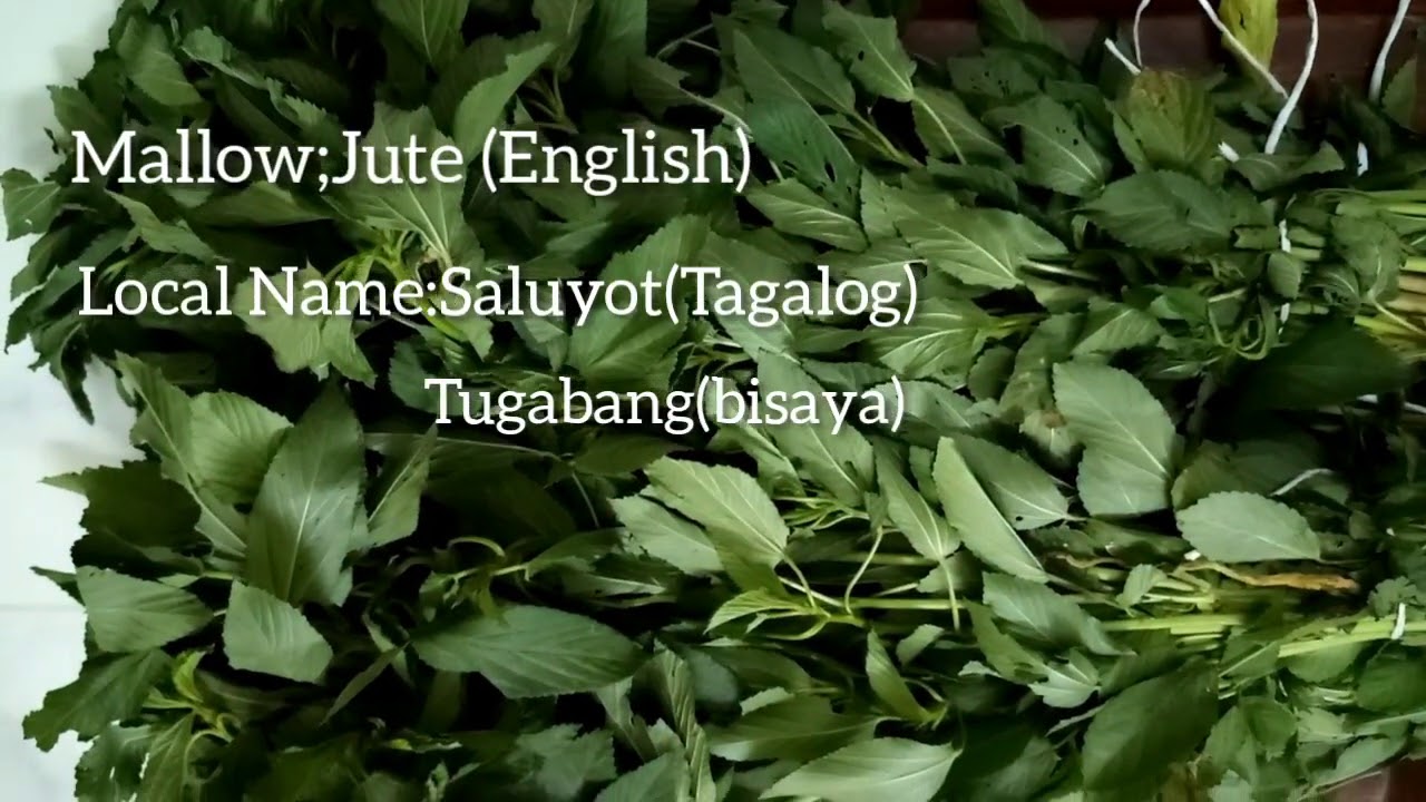Saluyot | Jute | Molokhia | Health Benifits