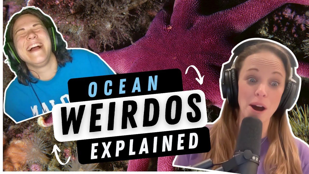Echinoderms Explained: Sea Stars, Sea Urchins, and the Ocean’s Weirdest