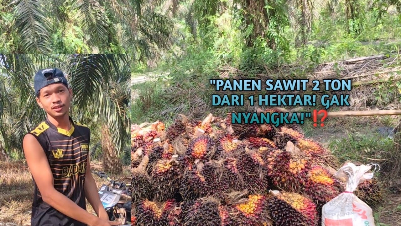 2 Ton Panen di 1 Hektar! Rahasia Kebun Super Saya