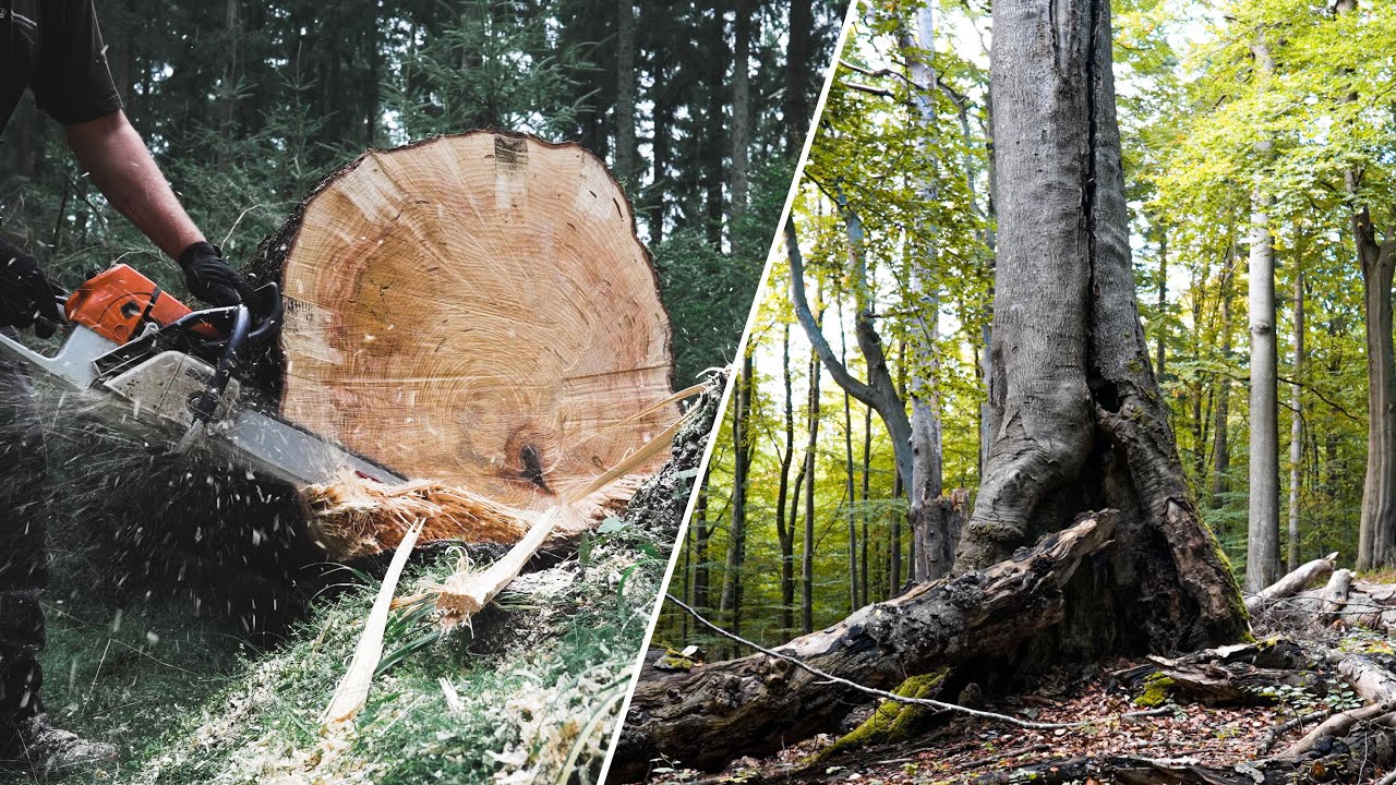 Kompetenceudvikling // Fra produktion til urørt skov // LIFE Open Woods