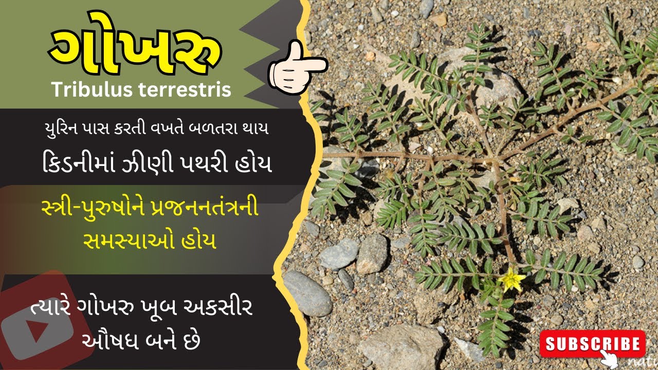 ગોખરુ | એક કાંટાળાં ફળવાળી વનૌષધિ #Tribulus_terrestris#Puncture_Vine#ગોખરુ