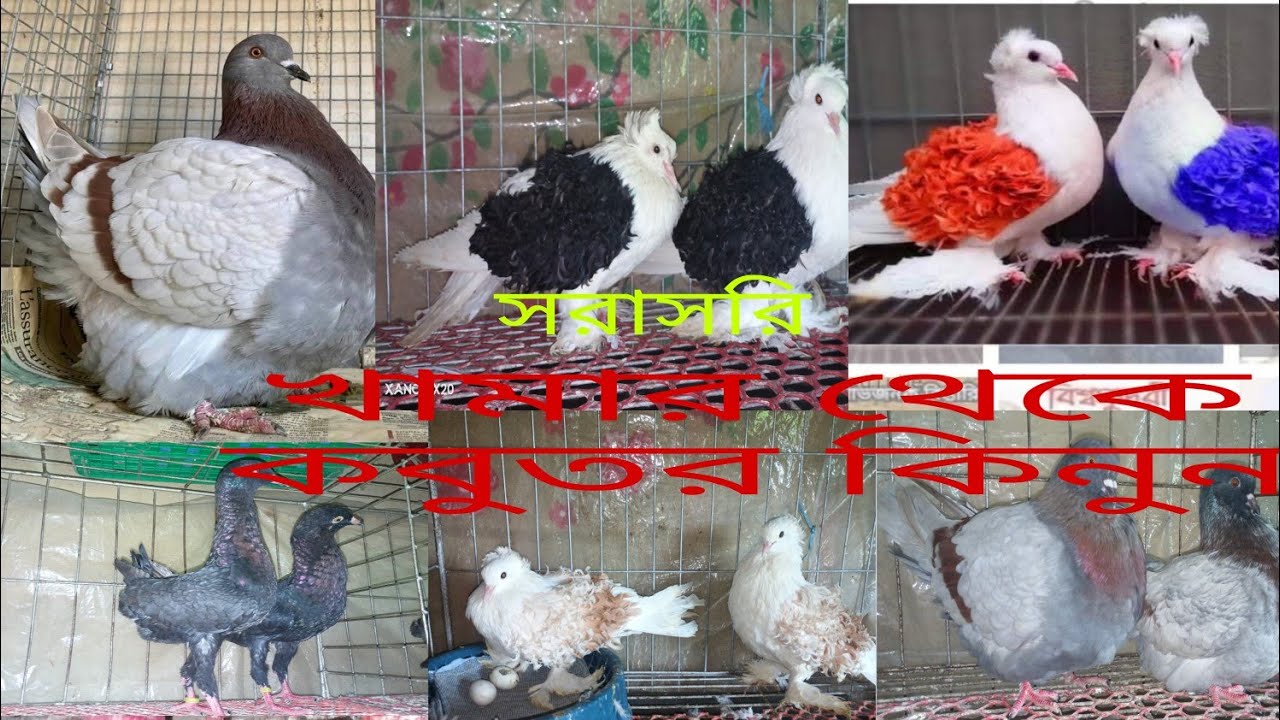 খুবই কম দামে কোয়ালিটি ফুল কবুতর কিনুন সরাসরি খামার থেকে, 
