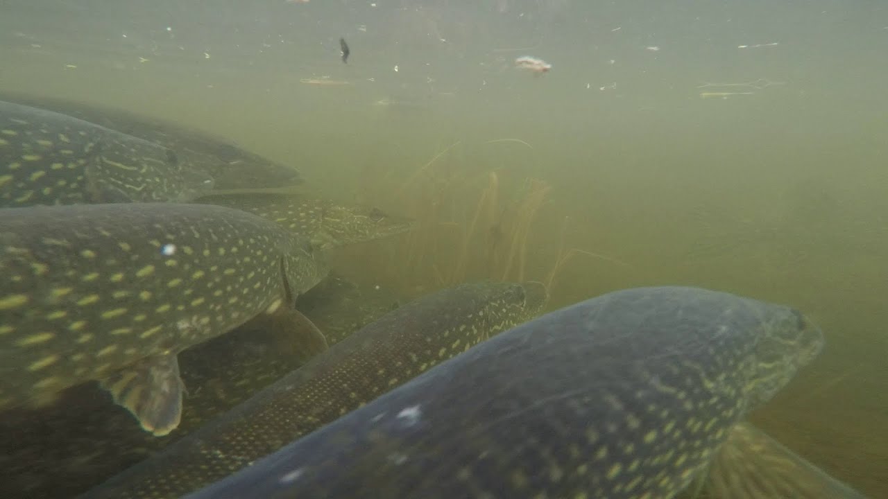 CRAZY UNDERWATER FOOTAGE OF PIKE SPAWNING! #somanyfish #pike #fish #spawning #underwater