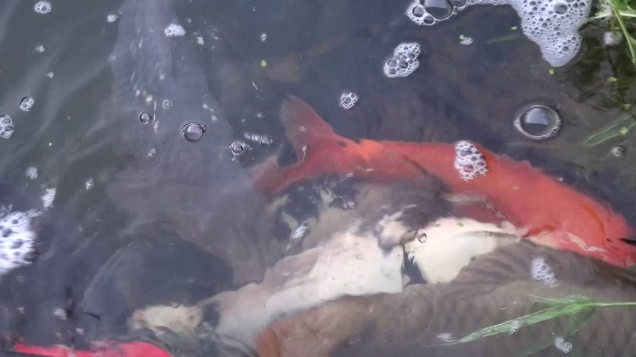 La fraie des ko&iuml; [HD]