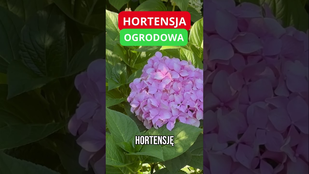 HORTENSJA OGRODOWA warto ją posadzić #shorts #tw&oacute;jogrodnik #hortensja #hortensjaogrodowa #garden
