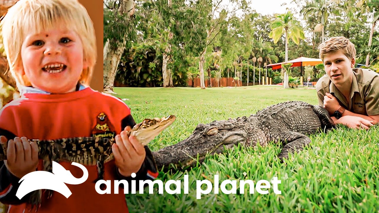 El caimán André dará su último show en el crocoliseo | Los Irwin | Animal Planet
