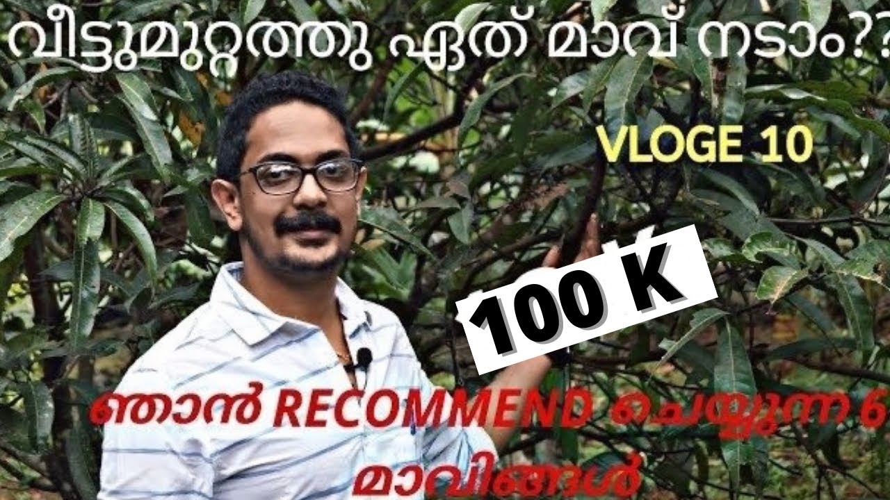 വീട്ടുമുറ്റത്തു ഏത് മാവ് നടാം??/Recommend mango/kennas vlog