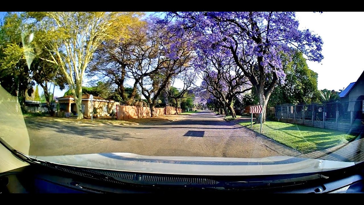 Sunset drive through Jacaranda trees