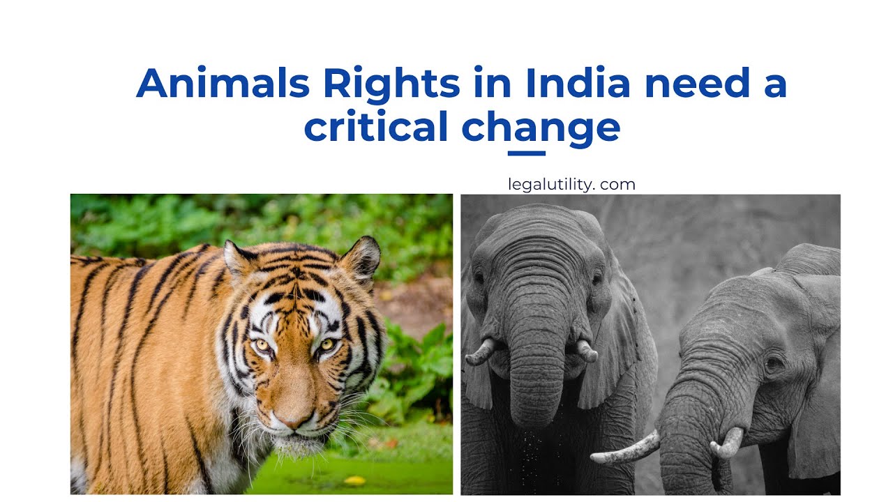 Animal rights in India need a critical change