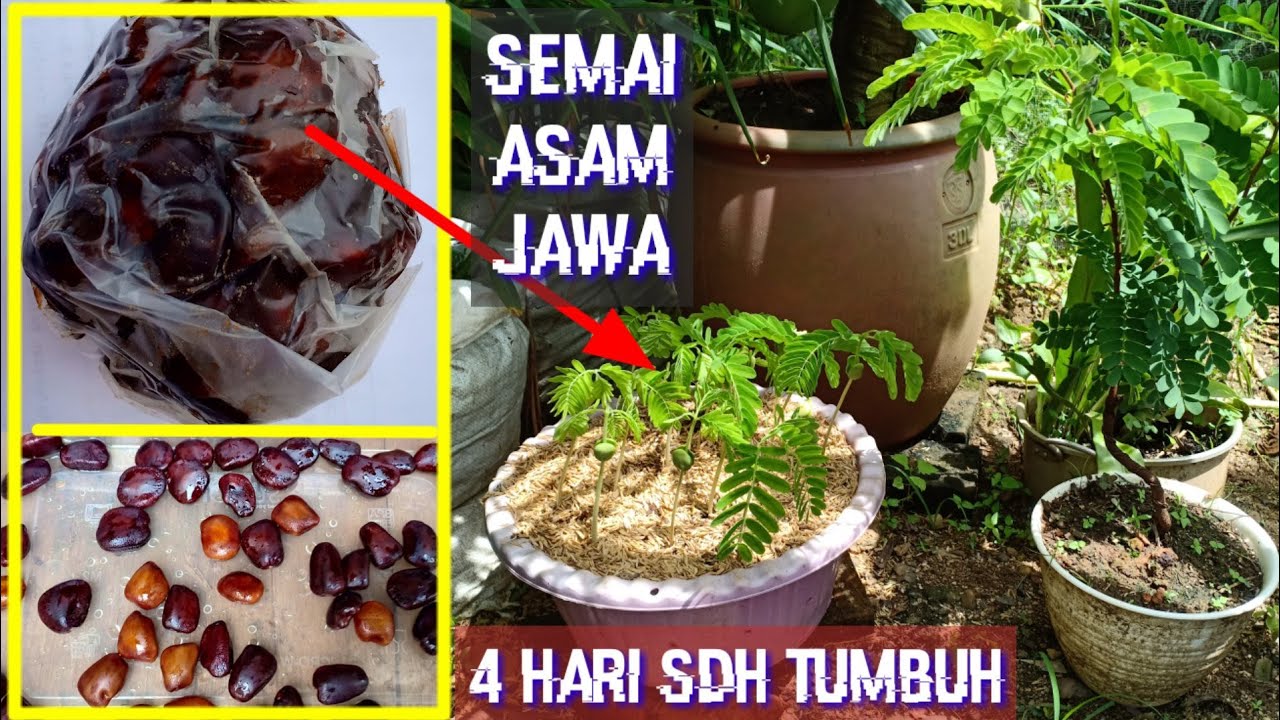 Cara Semai Biji Asam Jawa Agar Cepat Tumbuh | Bahan Bonsai Asam Jawa Dari Biji