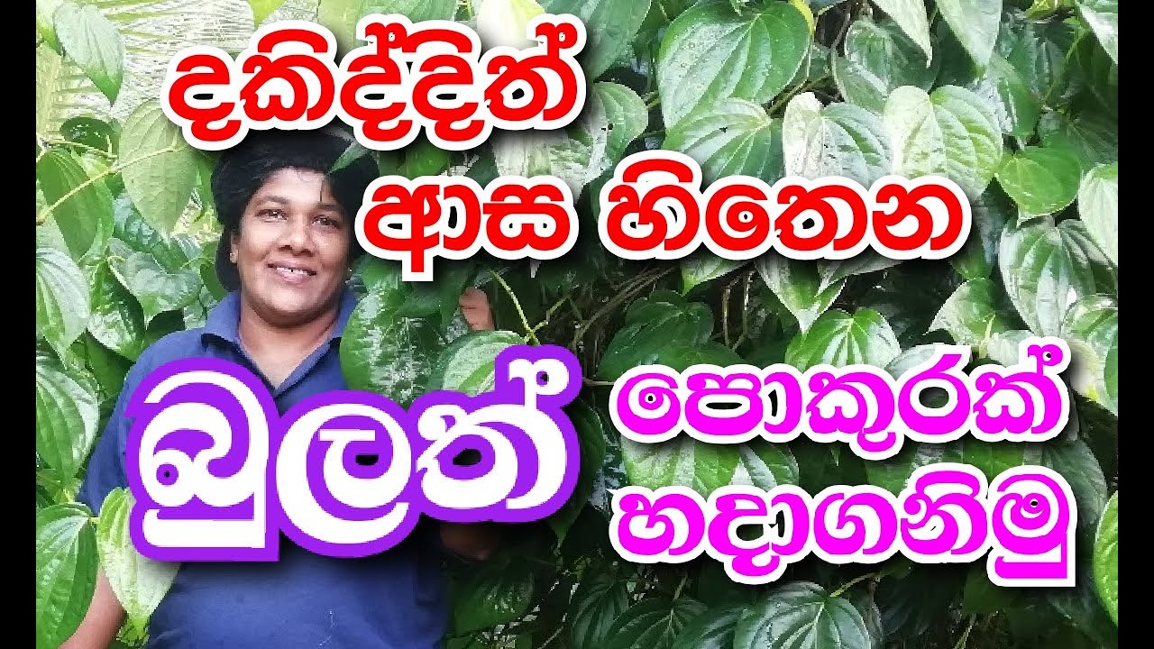 බුලත් ගොල්ලක් හදාගනිමු. | අපේ වත්ත - Ape Waththa