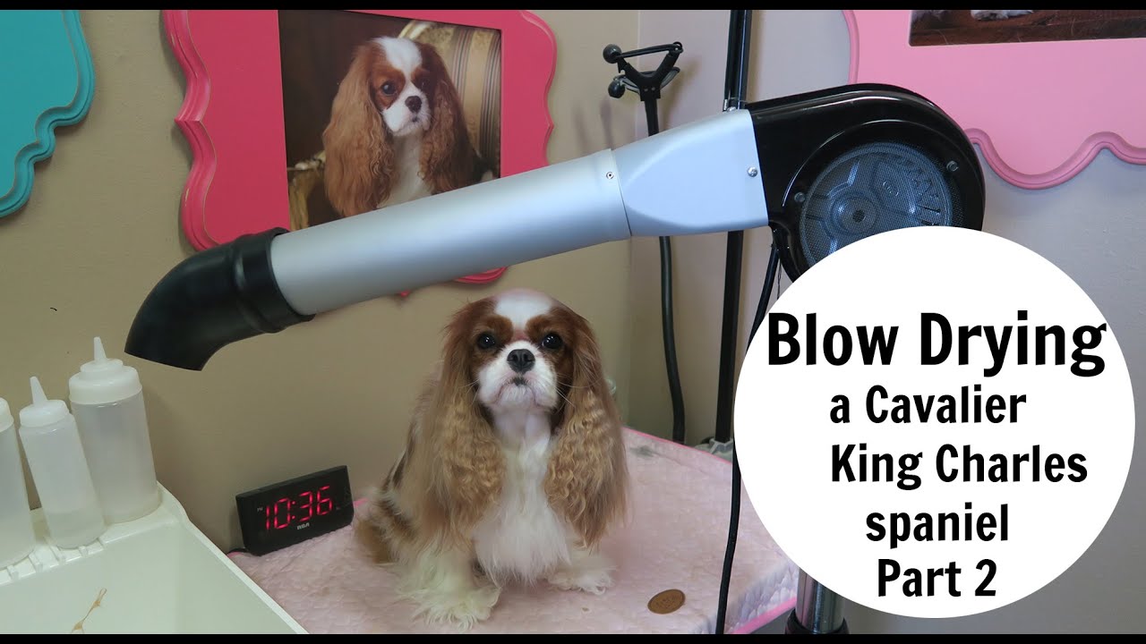 Cavalier King Charles Spaniel Blow Dry- Part 2