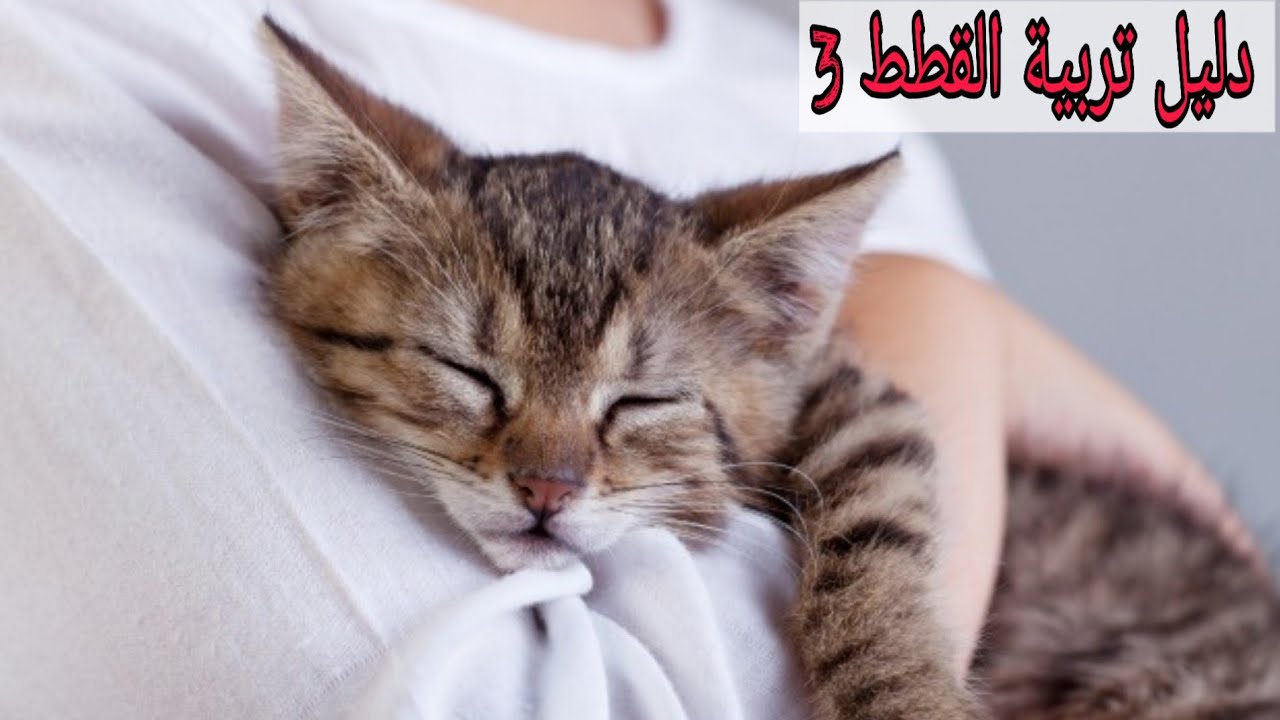 إزاى تخلي القطة تحبك بسرعة ؟؟