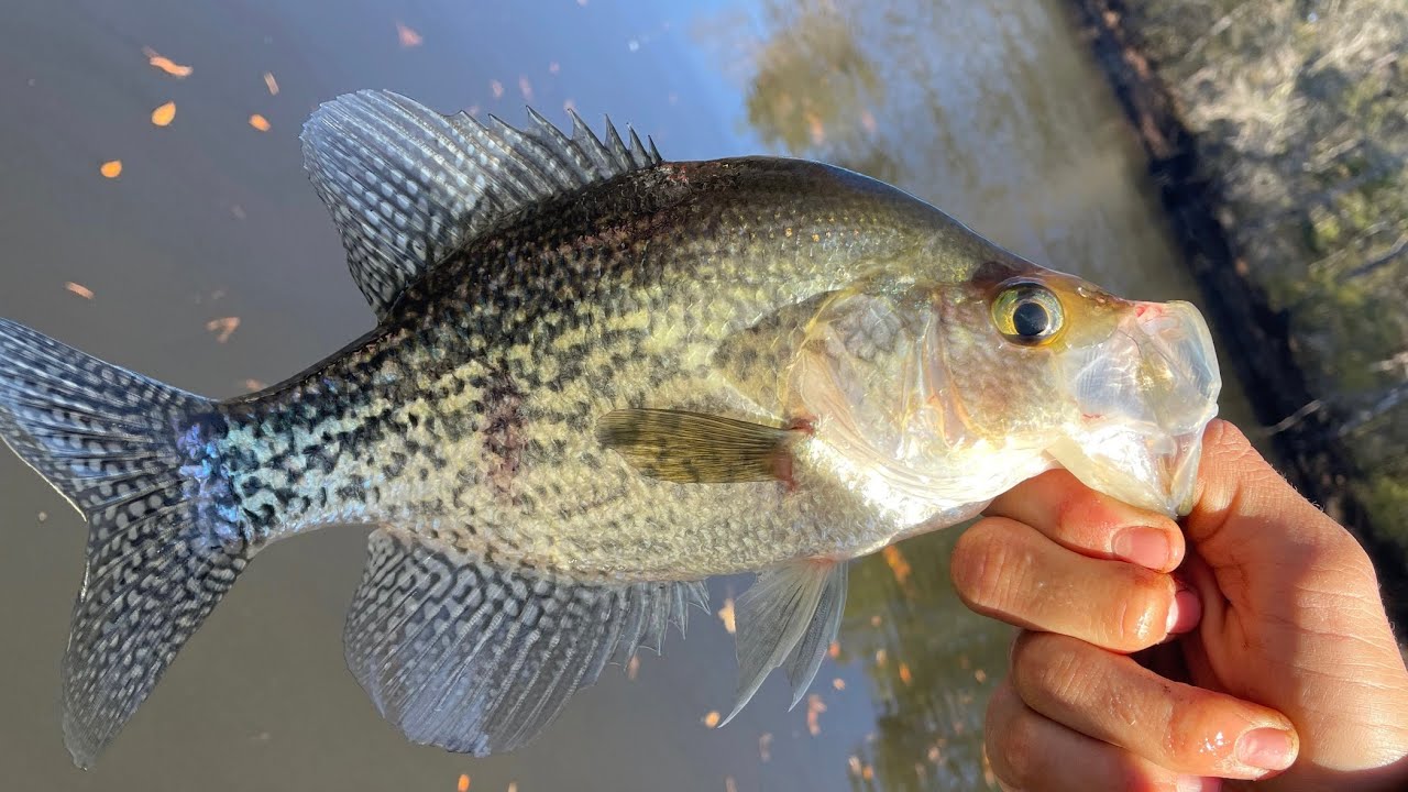 WINTER TIME BREAM / CRAPPIE FISHING ON EDISTO RIVER