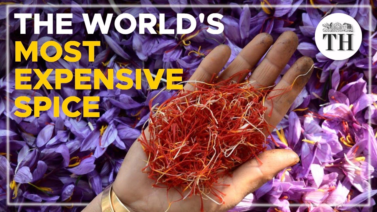 How the world's most expensive spice is harvested