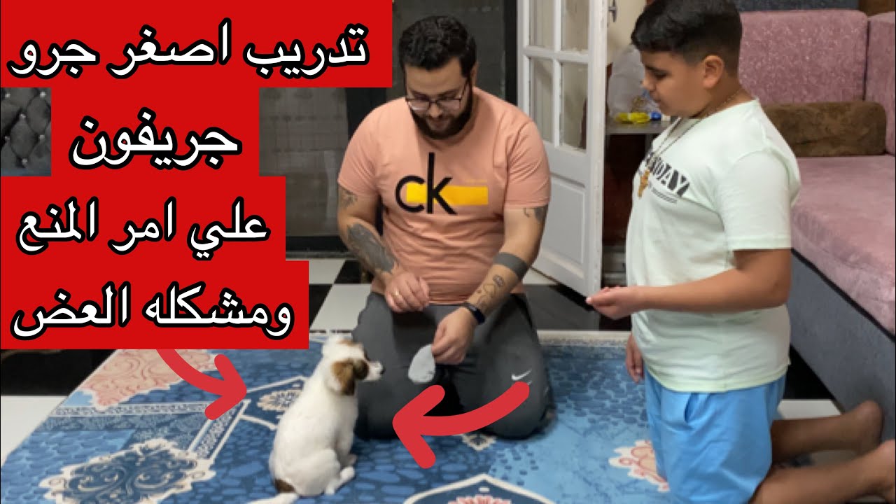 تدريب اصغر جرو جريفون ( لولو) علي امر المنع وحل مشكلة العض والتقطيع بدون ضرب او زعيق او عقاب