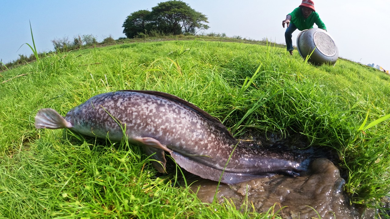 Top video skills fishing! catch fish & pick a lot of duck eggs after rain in rice field by best hand