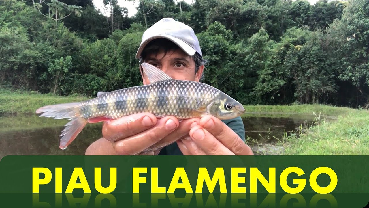 # 46 Piau flamengo ou Ferreirinha!!!