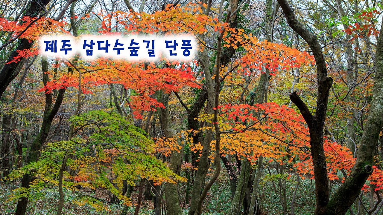 제주 삼다수숲길 단풍 제주도 숲길