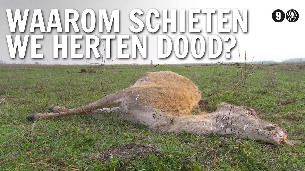 Waarom schieten we herten dood? | De Buitendienst over de Oostvaardersplassen