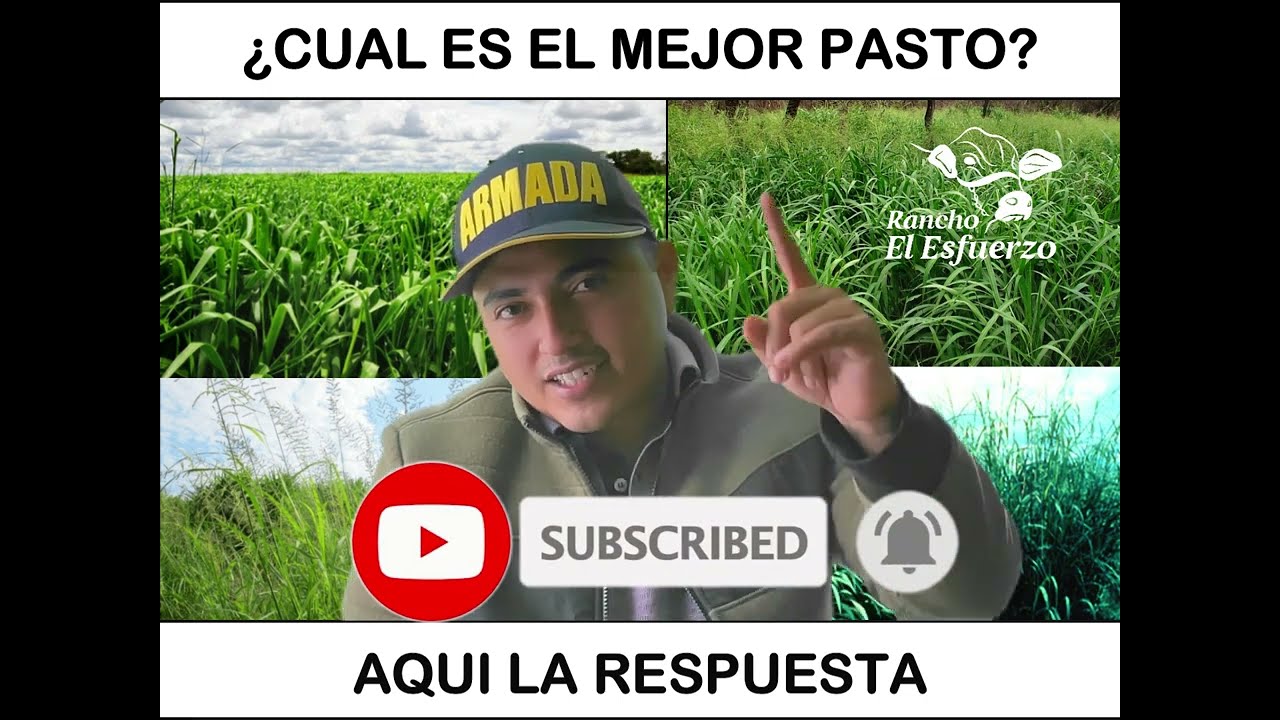QUÉ PASTO ES MEJOR PARA EL GANADO? I Rancho el Esfuerzo
