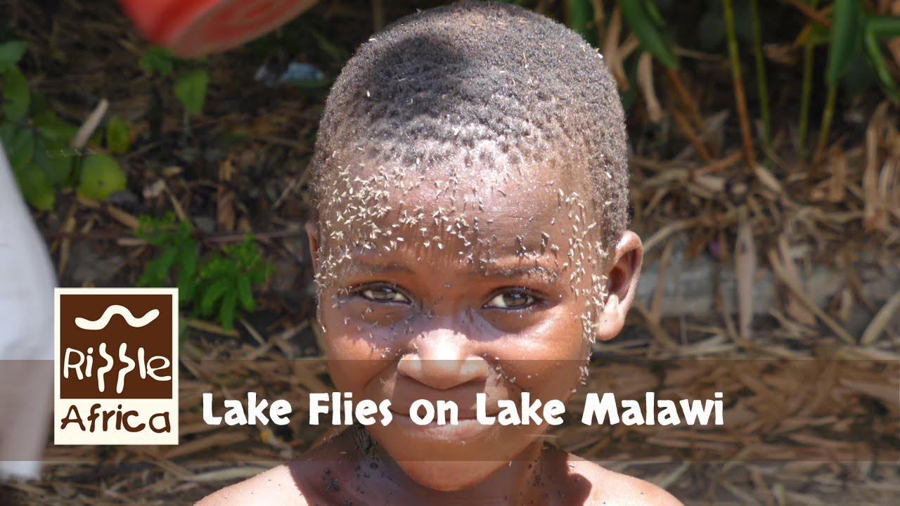 Lake Flies on Lake Malawi - RIPPLE Africa
