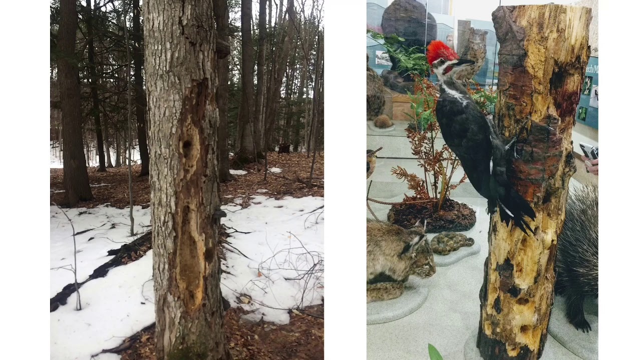 Ecology of Northern Michigan Project