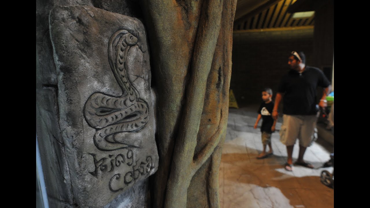 Preview of Fresno Chaffee Zoo's King Cobra Exhibit