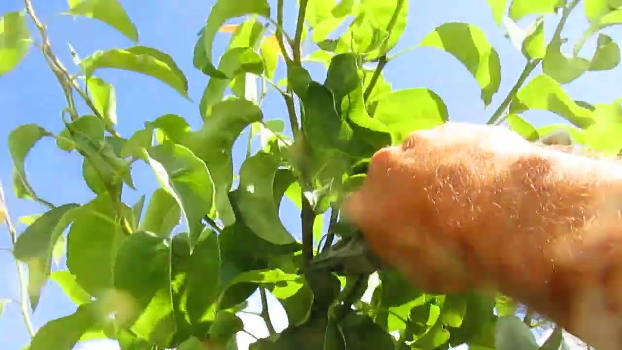 Зимние заметки об обрезке груши летом.  Часть 1.