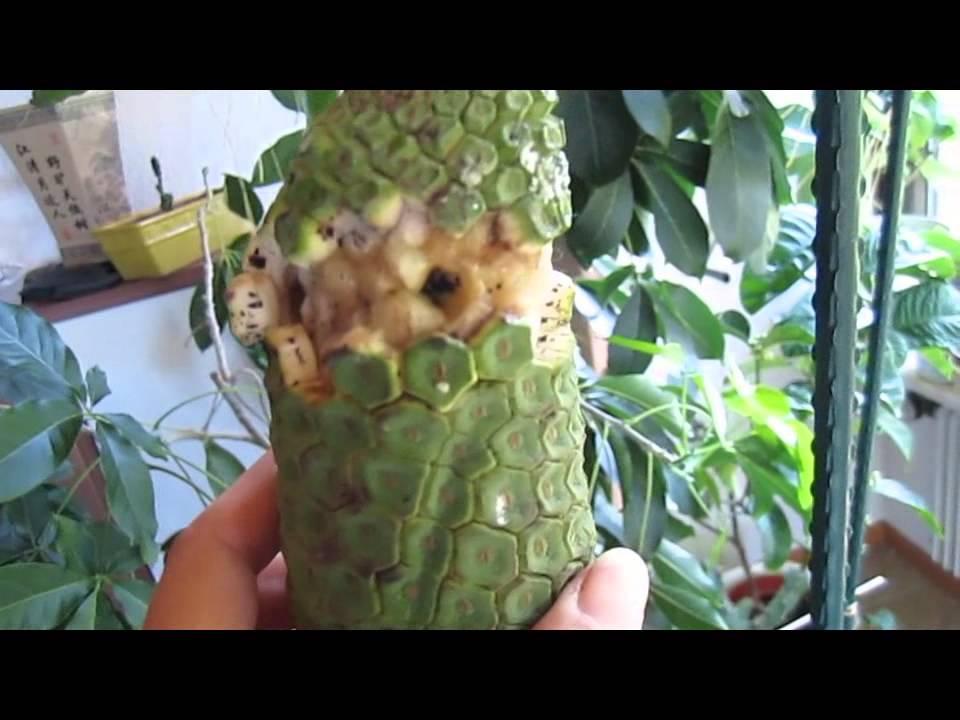 Monstera Frucht