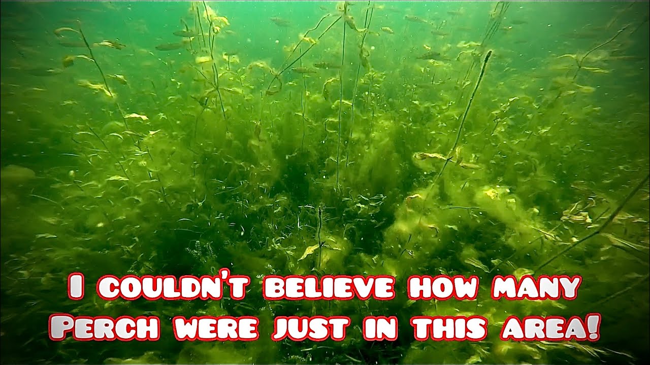 HOLY PERCH! 😳 Metonga Lake cleanup dive in Crandon, Wisconsin.