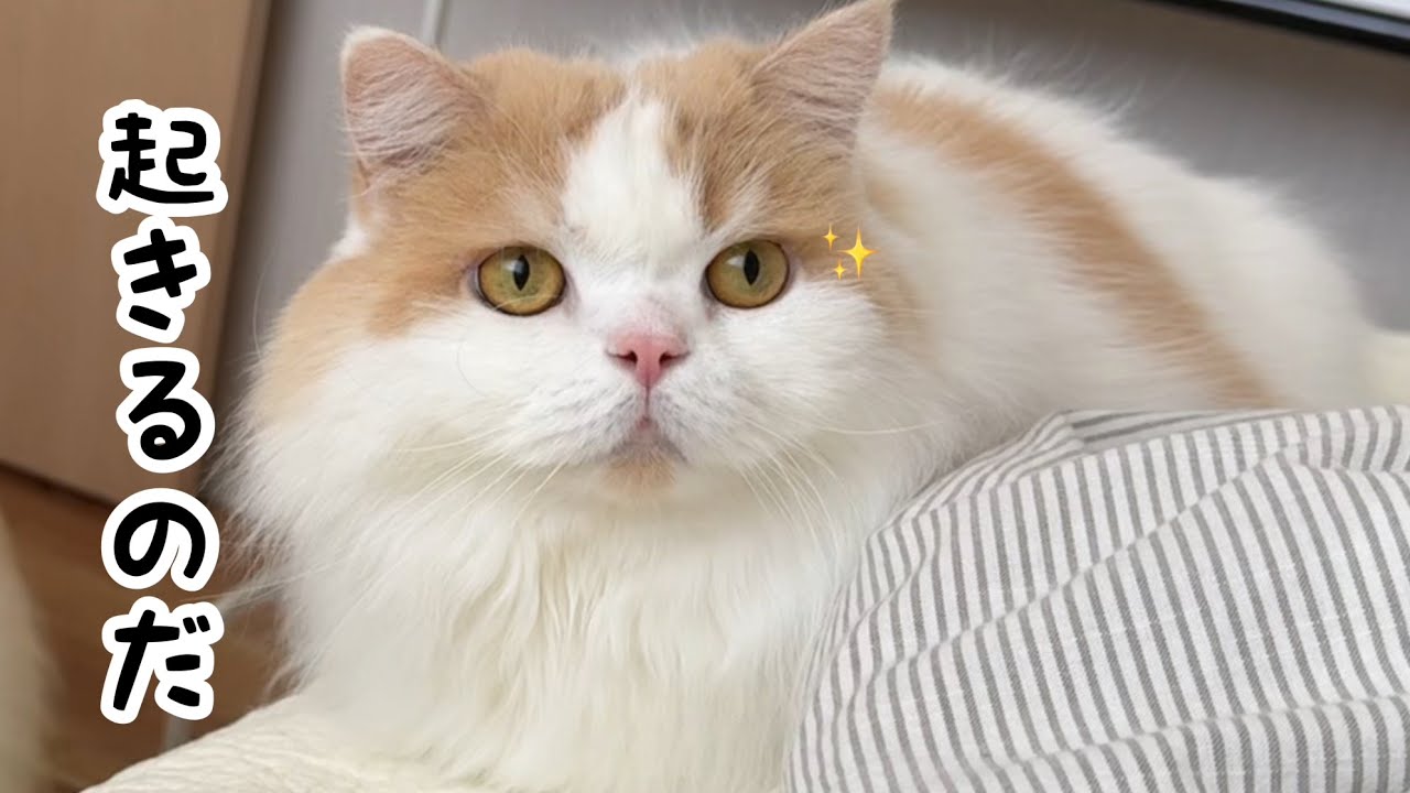 朝あの手この手で飼い主を起こしにくる猫がかわいすぎました！