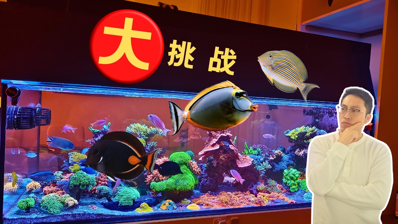 海缸霸凌事件！同时添加三条吊类，海缸最能打的鱼都集齐了！