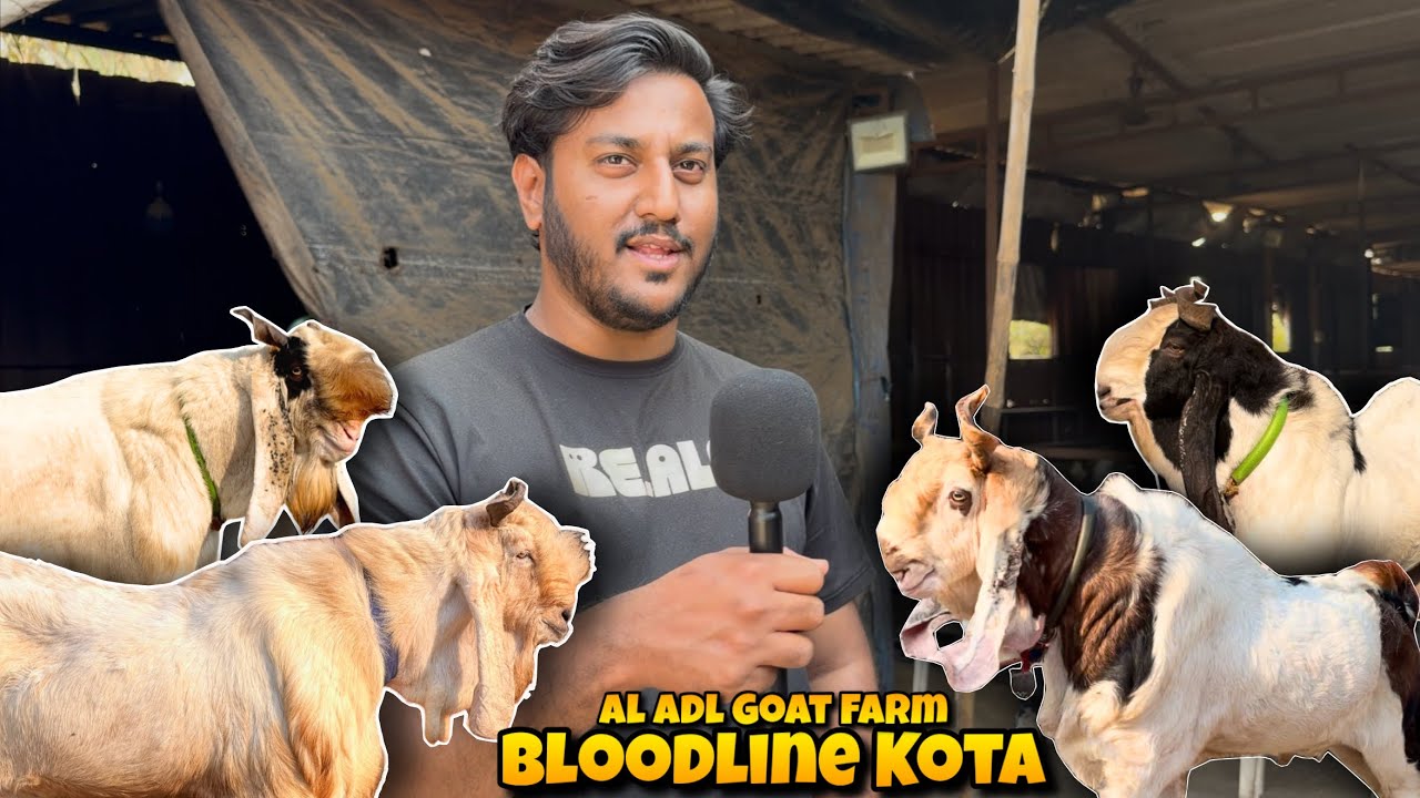Козы породы BLOODLINE KOTA из козьей фермы ADL в штате Алабама | Козы, добившиеся совершенства🤩