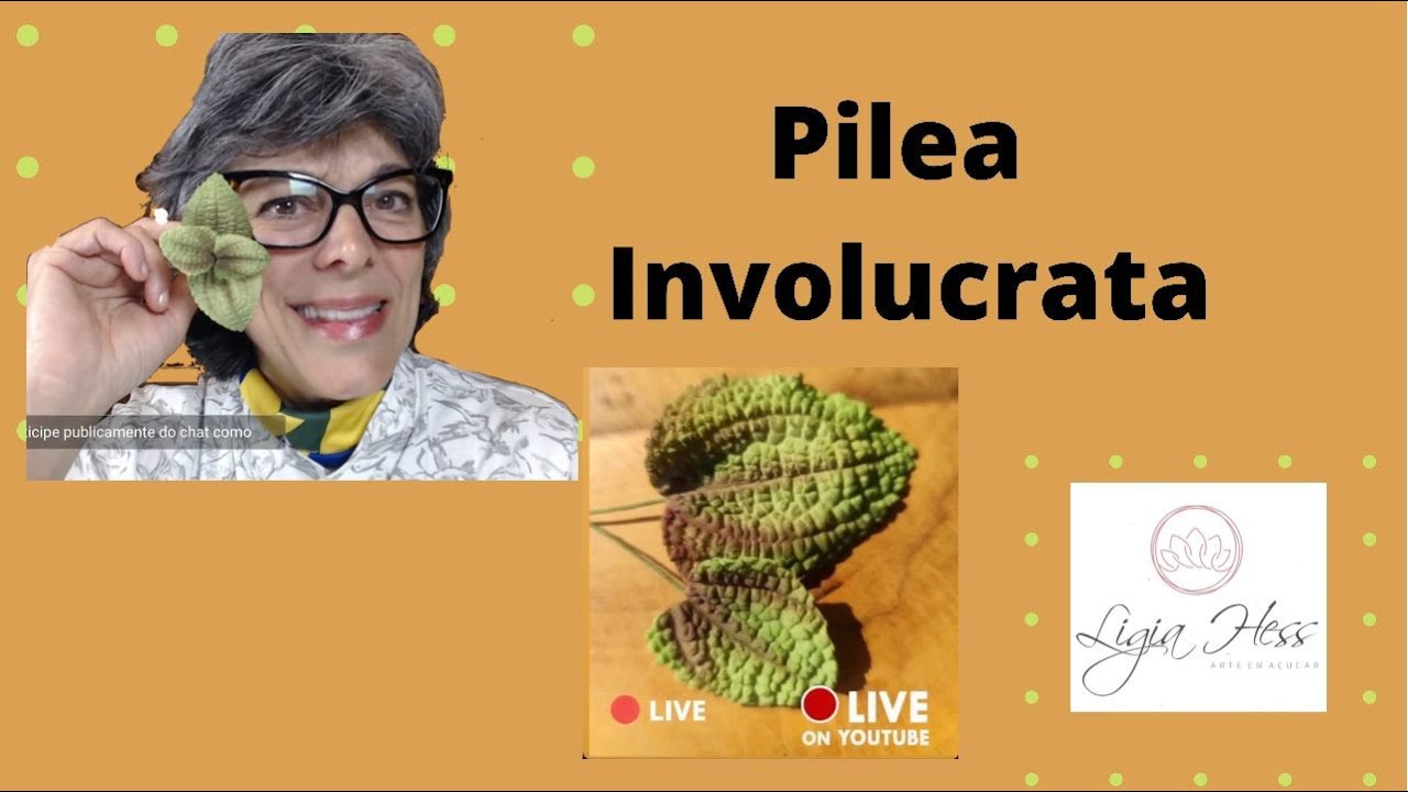 Folha Pilea Involucrata