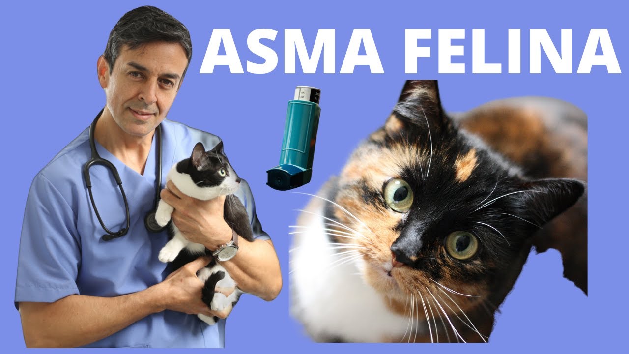 ASMA FELINA/ASMA EN GATOS/ TOS EN GATOS