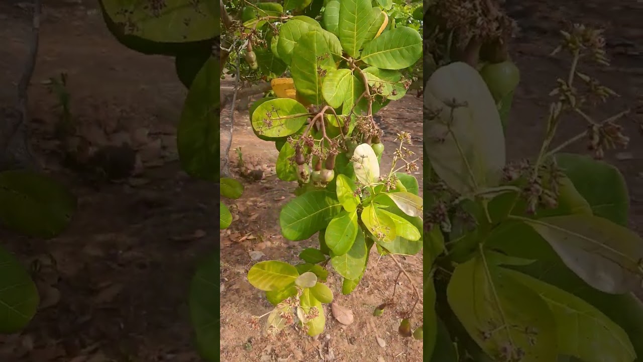 ស្វាយចន្ទី ៦ កុម្ភៈ ២០២៦