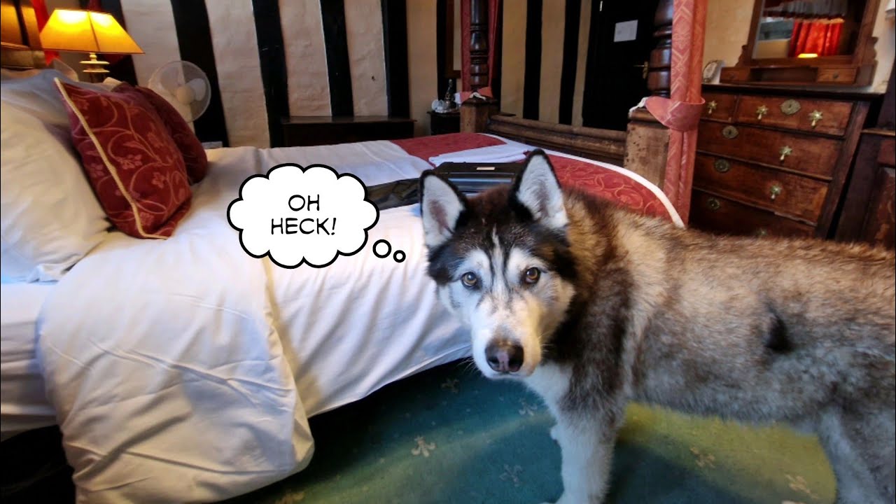 Husky Finds Out He's Sleeping In Room 2 Tonight!!