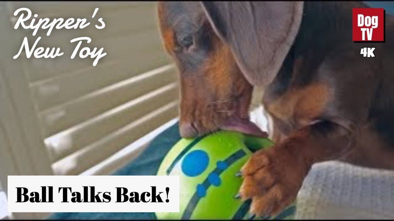 Watch Ripper the Dachshund Puppy Take on a Talking Ball! 
