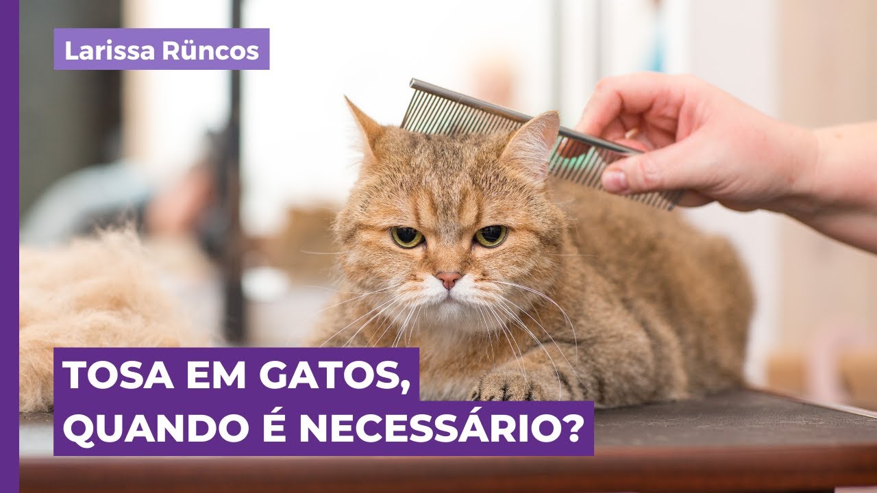 TOSA EM GATOS, QUANDO &Eacute; NECESS&Aacute;RIO?